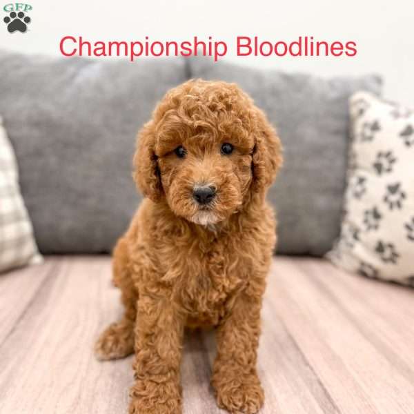 Sally, Goldendoodle Puppy